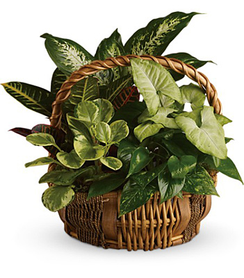 Emerald Garden Basket from Richardson's Flowers in Medford, NJ